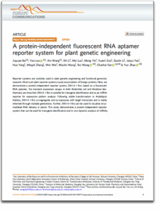 A protein-independent fluorescent RNA aptamer reporter system for plant genetic engineering