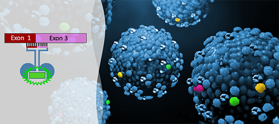 RNA Splice Detection Sensor Development